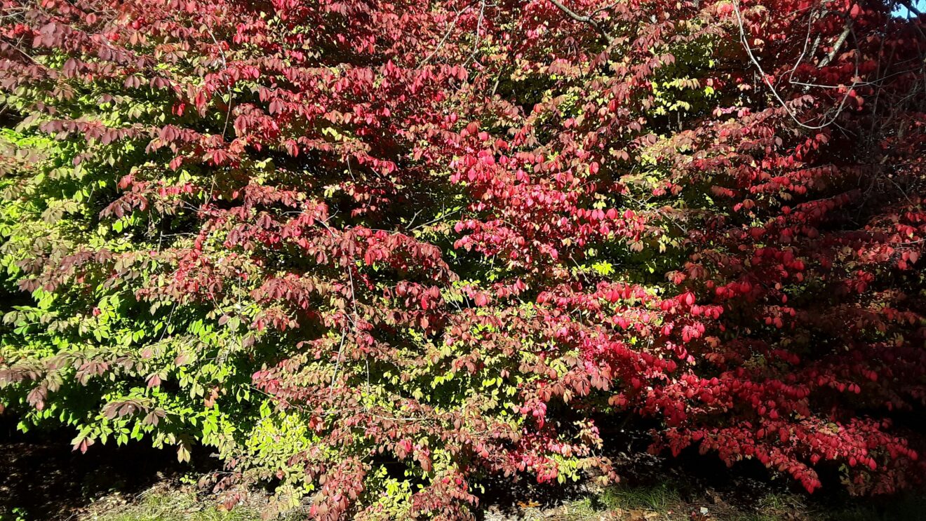 "burning bush" pendant le changement de couleur