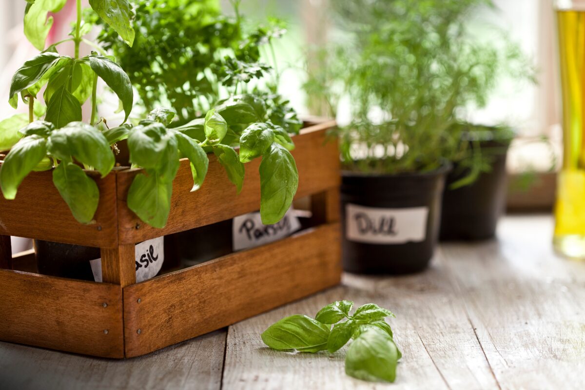 Herbs in pots on a countertop.